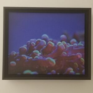 Alive (Photography) Framed Stretched Canvas
